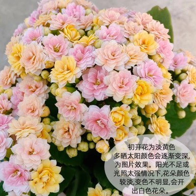 美人鱼长寿花盆栽重瓣金狐狸带花苞四季大花苗室内阳台窗台花卉图3
