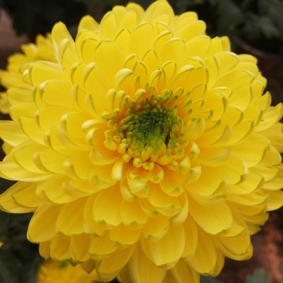 对版天赞菊花苗 阳台庭院地栽盆栽花卉 乒乓菊 荷兰球菊 泰迪菊图3