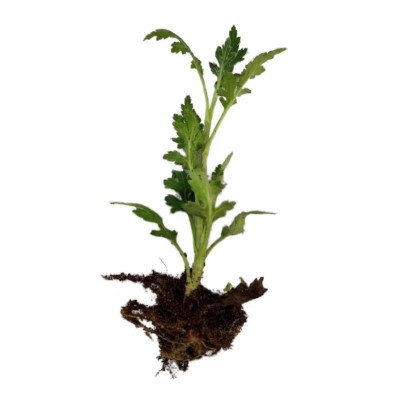 对版天赞菊花苗 阳台庭院地栽盆栽花卉 乒乓菊 荷兰球菊 泰迪菊图5
