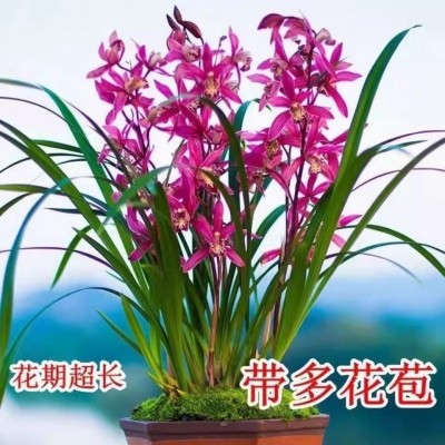 夏带香水味花苞 建兰四季兰状元红 香妃兰花苗好养易活浓香型兰花图2
