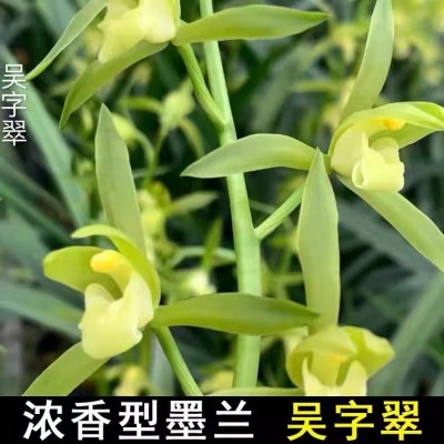 夏带香水味花苞 建兰四季兰状元红 香妃兰花苗好养易活浓香型兰花图4
