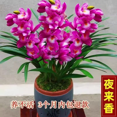 夏带香水味花苞 建兰四季兰状元红 香妃兰花苗好养易活浓香型兰花图3