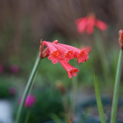 青柠园景 垂筒花 多年生常绿草本耐热耐寒冬季观花盆栽植物 包邮图2