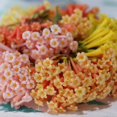 青柠园景 垂筒花 多年生常绿草本耐热耐寒冬季观花盆栽植物 包邮图4
