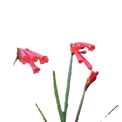 青柠园景 垂筒花 多年生常绿草本耐热耐寒冬季观花盆栽植物 包邮图5