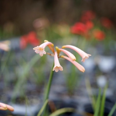 青柠园景 垂筒花 多年生常绿草本耐热耐寒冬季观花盆栽植物 包邮图3