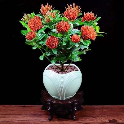 龙船花盆栽绣球花庭院阳台四季开花室内外花卉好养植物带花苞绿植图2