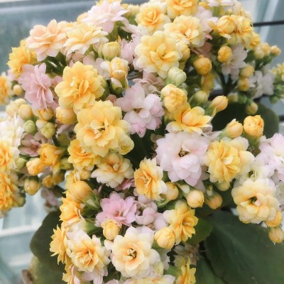新品复色热情长寿花盆栽重瓣花大花带花苞花卉植物四季开花好养活图5