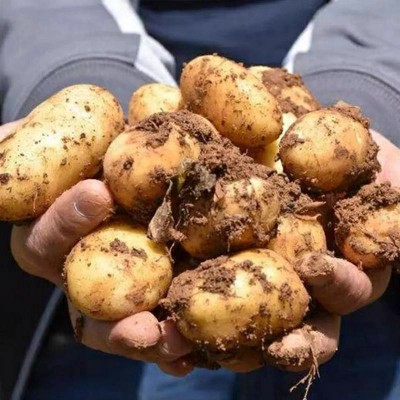 新鲜现挖农家黄皮小土豆迷你马铃薯5斤/箱图5