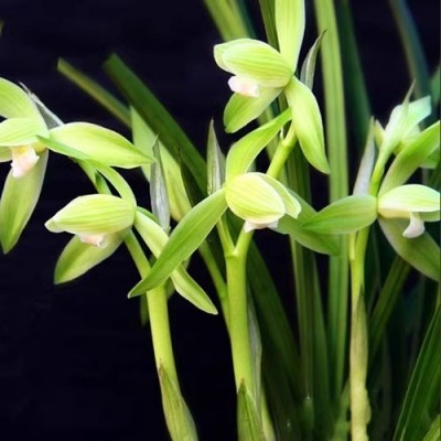 新茶峨眉高山茶明前茶50克特级碧池花茶兰花茶飞雪兰花茶叶图4