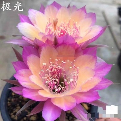 自根极光开花仙人球丽花属仙人掌多肉植物阳台盆栽绿植易开花花卉图4