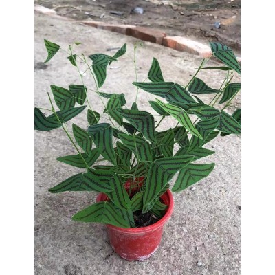 网红飞机草盆栽进口蝙蝠草木本植物蝴室内外观叶花卉绿植盆栽阳台图4