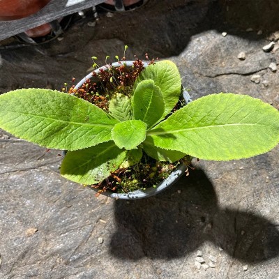 球花报春 苗多年生小型植物阴生耐寒时令草本花卉办公室桌面庭院图4