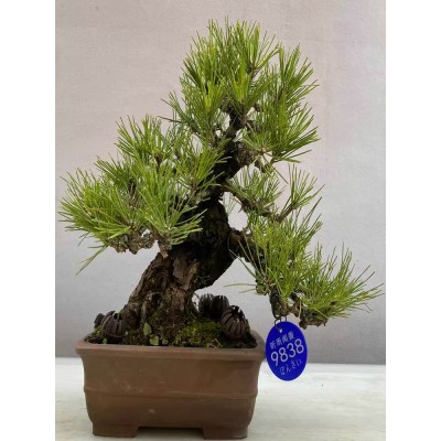 矮霸三河黑松小代赤松盆景精品盆栽小品室内四季长青植物图5