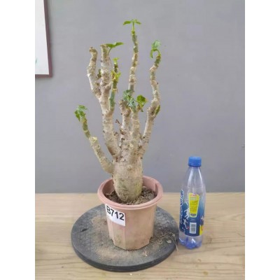 佛肚海棠盆栽大肚红花块根植物四季开花阳台庭院净化空气绿植花卉图4