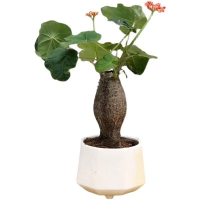 佛肚海棠盆栽大肚红花块根植物四季开花阳台庭院净化空气绿植花卉图5