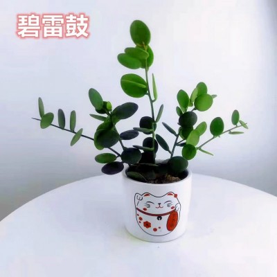 吊兰碧雷鼓多肉盆栽绿植花卉萌萌叶片圆滚滚观叶室内防辐射吸甲醛图2