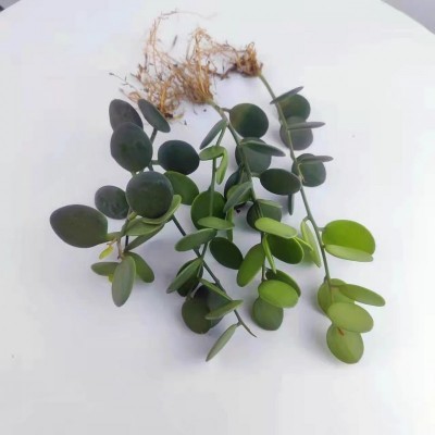 吊兰碧雷鼓多肉盆栽绿植花卉萌萌叶片圆滚滚观叶室内防辐射吸甲醛图3