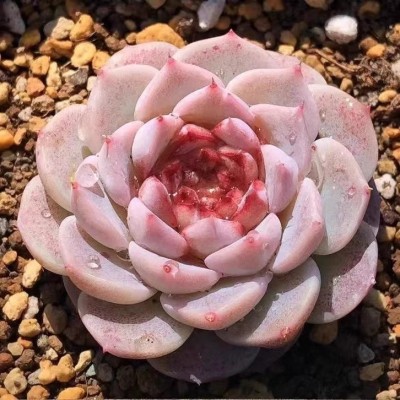 天鹅绒多肉植物室内盆栽绿植花卉盆栽肉肉植物糖心天鹅绒精品多肉图2
