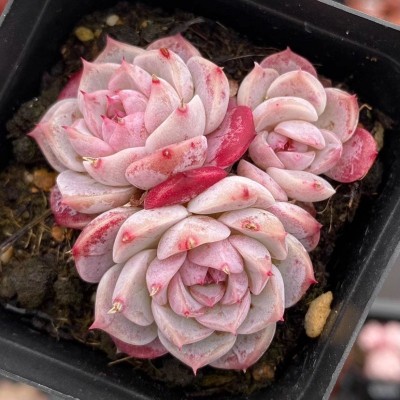 天鹅绒多肉植物室内盆栽绿植花卉盆栽肉肉植物糖心天鹅绒精品多肉图4