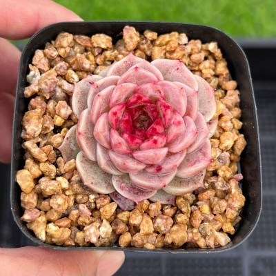天鹅绒多肉植物室内盆栽绿植花卉盆栽肉肉植物糖心天鹅绒精品多肉图5