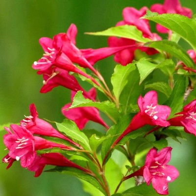 红王子锦带花苗盆栽地栽花卉五彩锦带花苗南北方庭院种植耐寒树苗图2