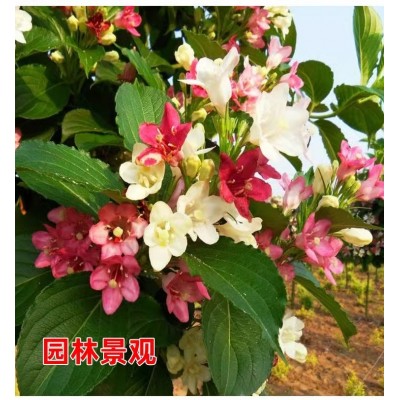 红王子锦带花苗盆栽地栽花卉五彩锦带花苗南北方庭院种植耐寒树苗图3