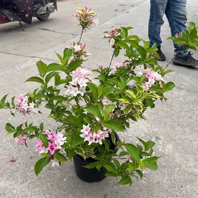 红王子锦带花苗盆栽地栽花卉五彩锦带花苗南北方庭院种植耐寒树苗图4