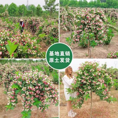 红王子锦带花苗盆栽地栽花卉五彩锦带花苗南北方庭院种植耐寒树苗图5