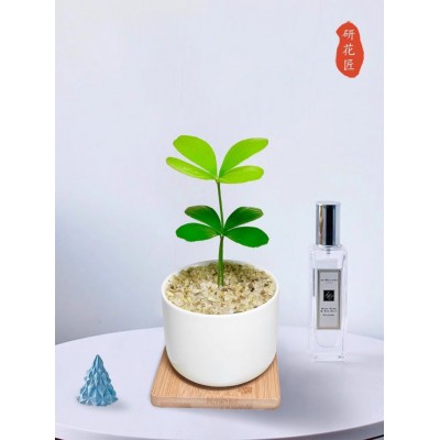 墨西哥铁树四叶幸运草室内办公桌绿植小盆栽古风盆景迷你懒人植物图3