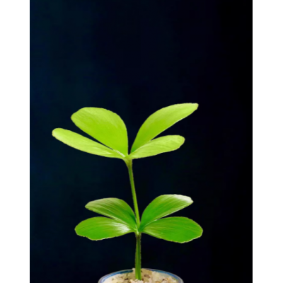 墨西哥铁树四叶幸运草室内办公桌绿植小盆栽古风盆景迷你懒人植物图2