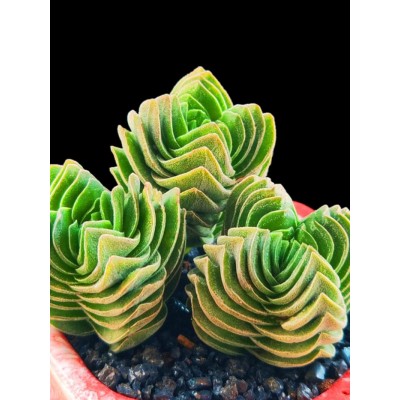 方塔多肉植物 趣味植物 稀有贵绿塔巴 奇趣品种迷你小盆栽青锁龙图3