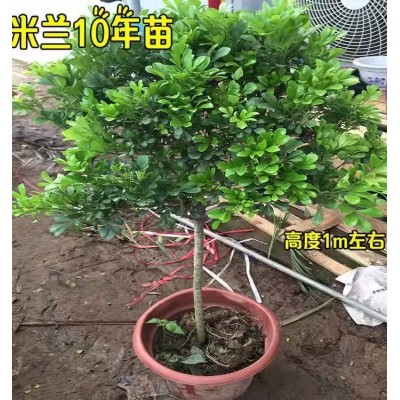 树形独杆米兰九里香盆栽花四季开花不断室内香花植物净化空气老桩图3