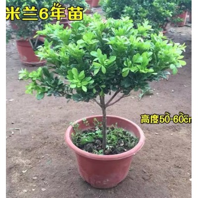 树形独杆米兰九里香盆栽花四季开花不断室内香花植物净化空气老桩图5
