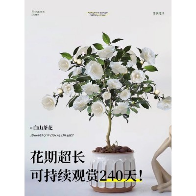 白山茶花盆栽带花苞东方亮白色山茶花树苗四季室内花卉阳台好养活图4