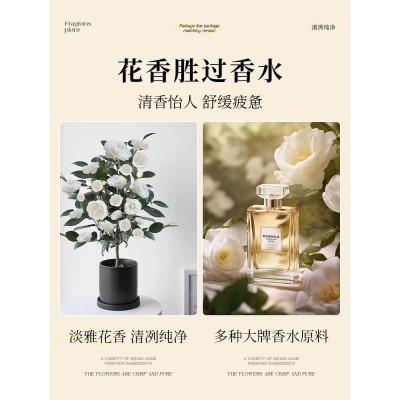 白山茶花盆栽带花苞东方亮白色山茶花树苗四季室内花卉阳台好养活图5