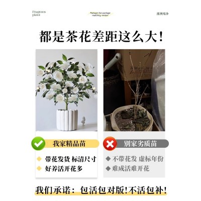 白山茶花盆栽带花苞东方亮白色山茶花树苗四季室内花卉阳台好养活图2
