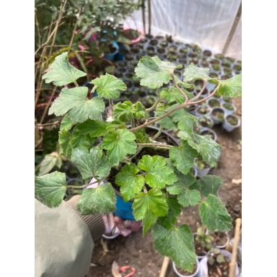 野棉花苗 当年开花秋牡丹土牡丹秋明菊四季盆栽苗中药材包活图2