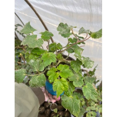 野棉花苗 当年开花秋牡丹土牡丹秋明菊四季盆栽苗中药材包活图3