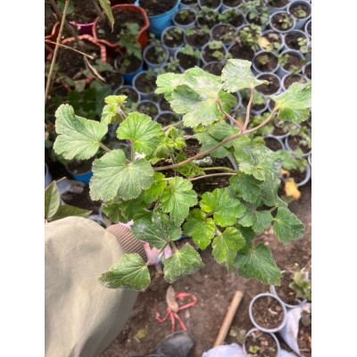 野棉花苗 当年开花秋牡丹土牡丹秋明菊四季盆栽苗中药材包活图4