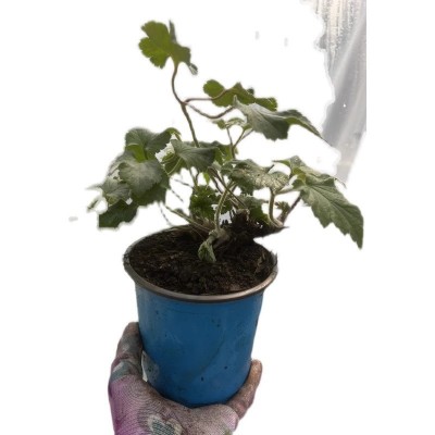 野棉花苗 当年开花秋牡丹土牡丹秋明菊四季盆栽苗中药材包活图5