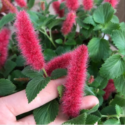 红缨吊兰岁岁红垂吊盆栽狗尾红口红吊兰红色吊兰垂吊花卉花期久图4