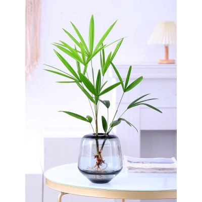 水培植物棕竹盆栽招财竹室内观音竹常绿观叶耐阴好养办公室富贵竹图4