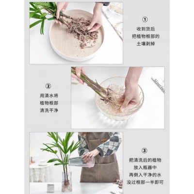 水培植物棕竹盆栽招财竹室内观音竹常绿观叶耐阴好养办公室富贵竹图5