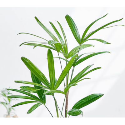 水培植物棕竹盆栽招财竹室内观音竹常绿观叶耐阴好养办公室富贵竹图2