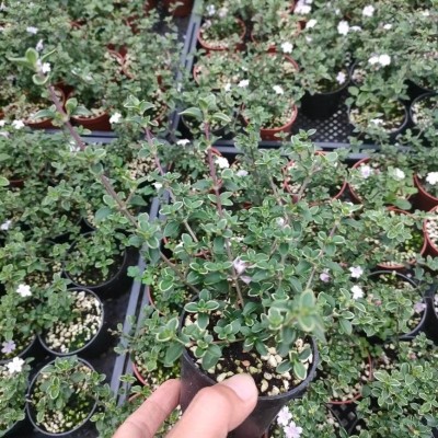 粉花六月雪 银边 多年生耐寒耐热 庭院 阳台迷你植物 小型盆栽图4