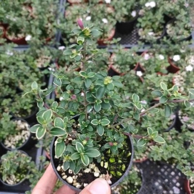 粉花六月雪 银边 多年生耐寒耐热 庭院 阳台迷你植物 小型盆栽图3