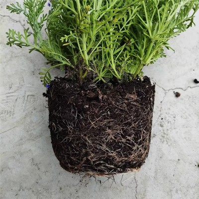 薰衣草盆栽香草植物 羽叶薰衣草造景苗室内阳台庭院花卉净化空气图3