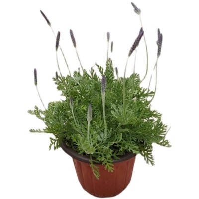 薰衣草盆栽香草植物 羽叶薰衣草造景苗室内阳台庭院花卉净化空气图5