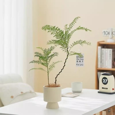 蓝花楹造型植物盆栽桌面办公室内客厅阳台绿植净化空气吸甲醛图3